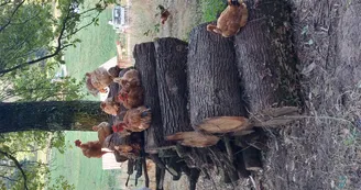 Ferme Plumoc Aurignac - oeufs (4)