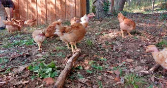 Ferme Plumoc Aurignac - oeufs (7)