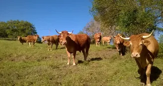 Vaches Limousines