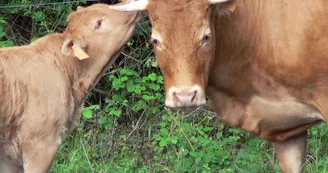 Vaches Limousines