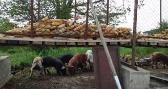 viande, la ferme des hauts coteaux, Saint-Plancard (4)