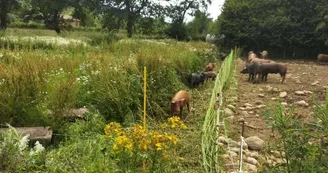 viande, la ferme des hauts coteaux, Saint-Plancard (5)