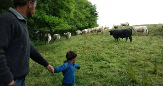 viande, la ferme des hauts coteaux, Saint-Plancard
