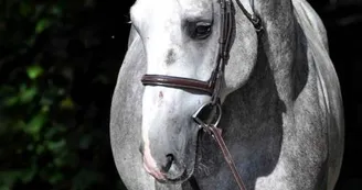 Chambres d'hôtes en Argonne, élevage de chevaux, sentiers de randonnée - Grandpré - Ardennes Chambres d'hôtes en Argonne, élevage de chevaux, sentiers de randonnée - Grandpré - Ardennes