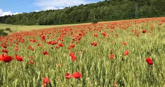 Chambres d'hôtes en Argonne, élevage de chevaux, sentiers de randonnée - Grandpré - Ardennes Chambres d'hôtes en Argonne, élevage de chevaux, sentiers de randonnée - Grandpré - Ardennes