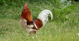 coq.jpg