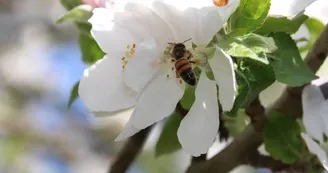 Abeille sur fleur de pommier Abeille sur fleur de pommier