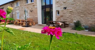 Un moro-sphinx sur un zinnia, dans le jardin du gîte