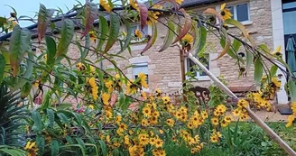 Les hélianthes font la révérence dans le jardin du gîte.