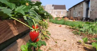 De bonnes fraises "Charlotte" dans notre potager