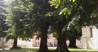 Les tilleuls majestueux de la place du village, face au gîte