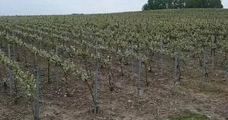 VIGNES VIGNES