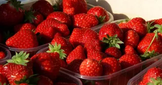 Aux fraises de Bourcq