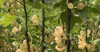 Groseilles