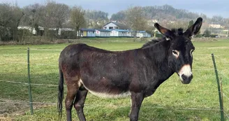 Camping Les Naïades - animaux Camping Les Naïades - animaux