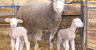 Les vollailes et agneaux de la ferme
