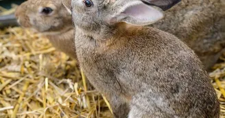 Les vollailes et agneaux de la ferme