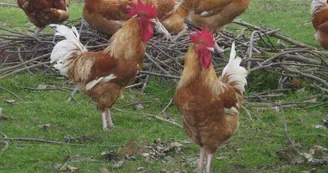 Les vollailes et agneaux de la ferme