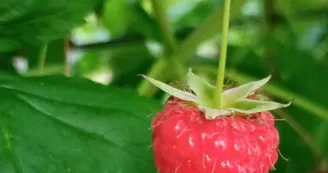 Framboise