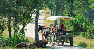 Réserve des bisons de margeride