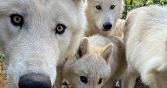 Loups du Gévaudan Loups du Gévaudan