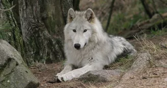 Loups du Gévaudan Loups du Gévaudan