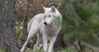 Loups du Gévaudan Loups du Gévaudan