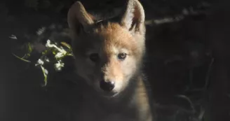 Louveteau © Les loups du Gevaudan Louveteau © Les loups du Gevaudan