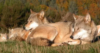 Loups du Gévaudan Loups du Gévaudan