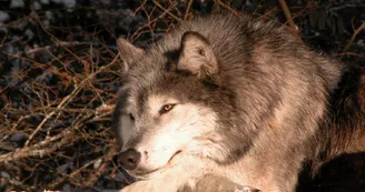Loups du Gévaudan Loups du Gévaudan