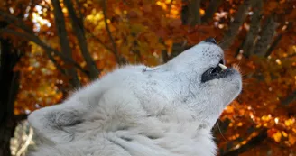 Loups du Gévaudan Loups du Gévaudan
