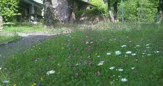 Petites fleurs Petites fleurs