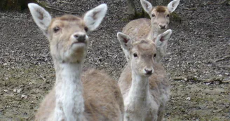 Parc animalier de la Bannie Parc animalier de la Bannie