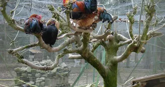 Parc animalier de la Bannie Parc animalier de la Bannie