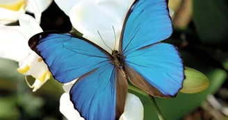 Morpho Anaxibia