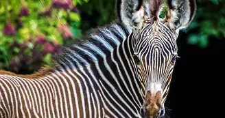 Parc zoologique et botanique | Mulhouse Alsace