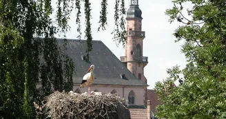 Eglise des Jésuites et cigognes à Molsheim Eglise des Jésuites et cigognes à Molsheim