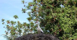 La petite île aux cigognes La petite île aux cigognes
