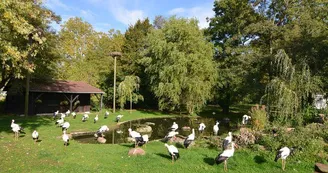 Le parc à cigognes Le parc à cigognes