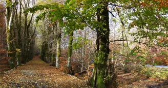 Automne-Vizzavona1