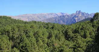 foret alta rocca1