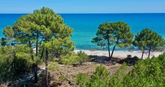 pinia-ghisonaccia pinia-ghisonaccia