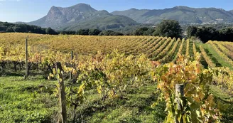 2021-Vignes
