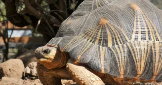 Tortue rayonnée