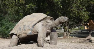 La Tortue Géante des Seychelles