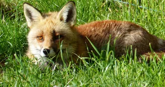 renard