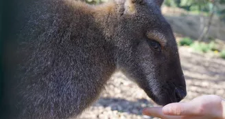 wallibies