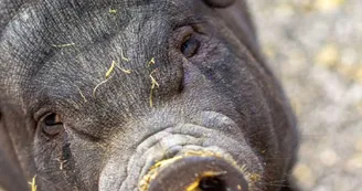 Ferme animalière d'Auriol_Auriol Ferme animalière d'Auriol_Auriol