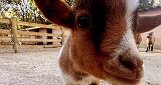 Ferme animalière d'Auriol_Auriol Ferme animalière d'Auriol_Auriol