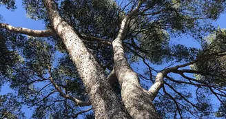 Parc aux écureuils